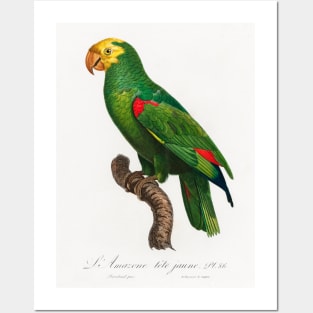 Yellow-Crowned Amazon, Amazona ochrocephala from Natural History of Parrots (1801—1805) by Francois Levaillant. Posters and Art